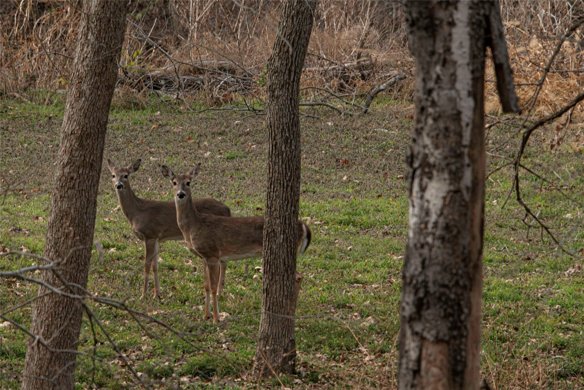 18.51 acres in Bosque County - photo 14