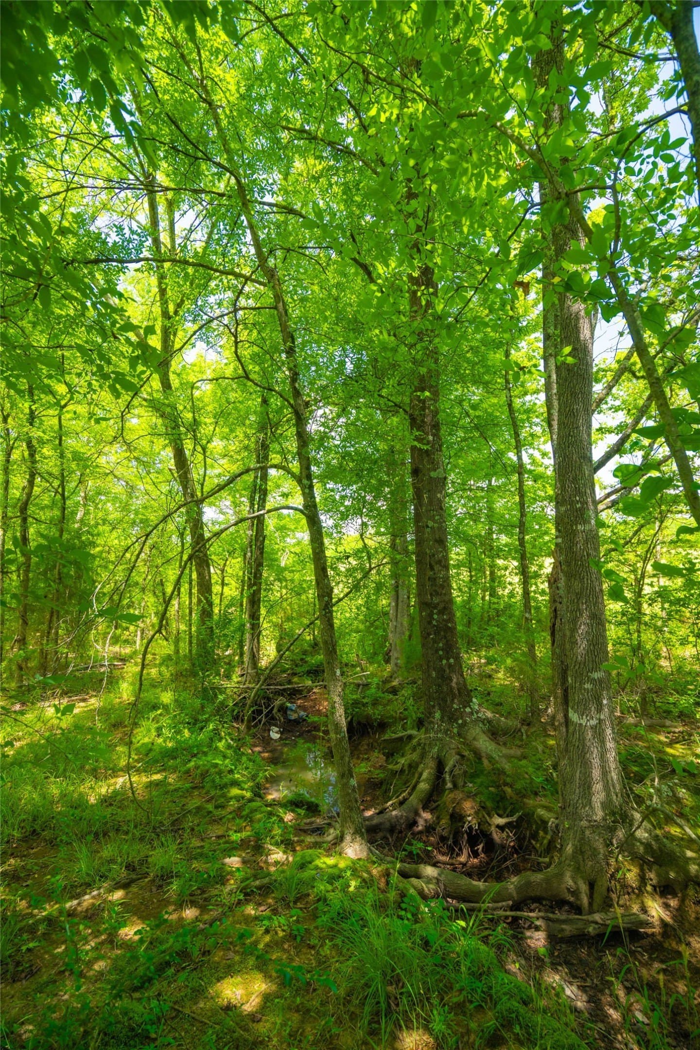 89 acres in Morris County - photo 5