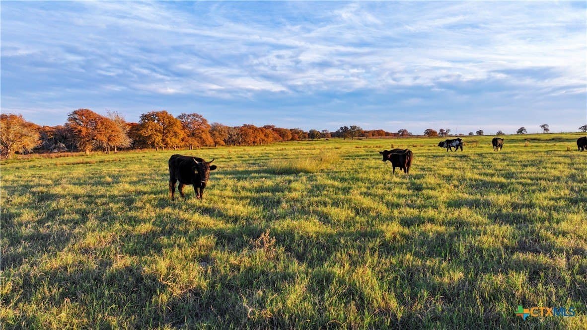 100 acres in Guadalupe County gallery image 2