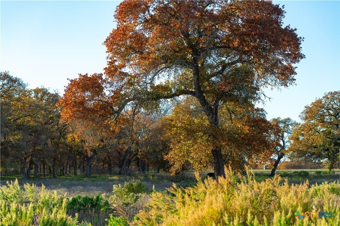 100 acres in Guadalupe County gallery image 3