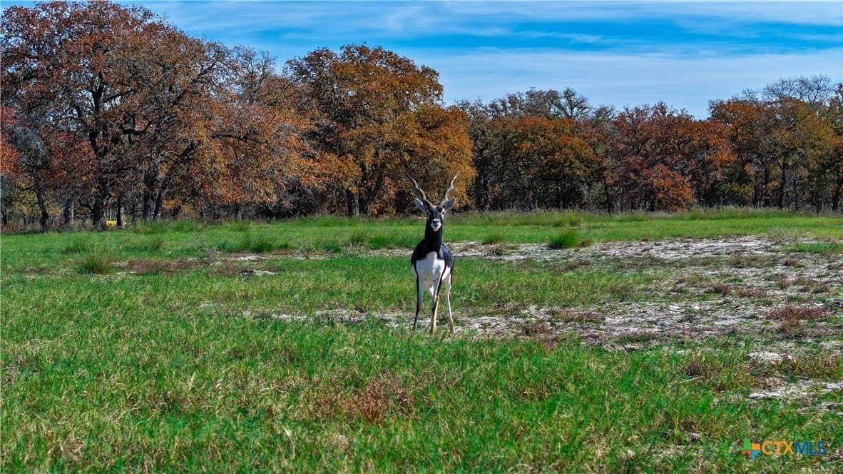 100 acres in Guadalupe County gallery image 4