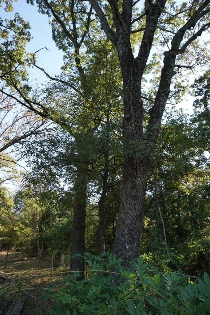0.25 acres in Henderson County - photo 11