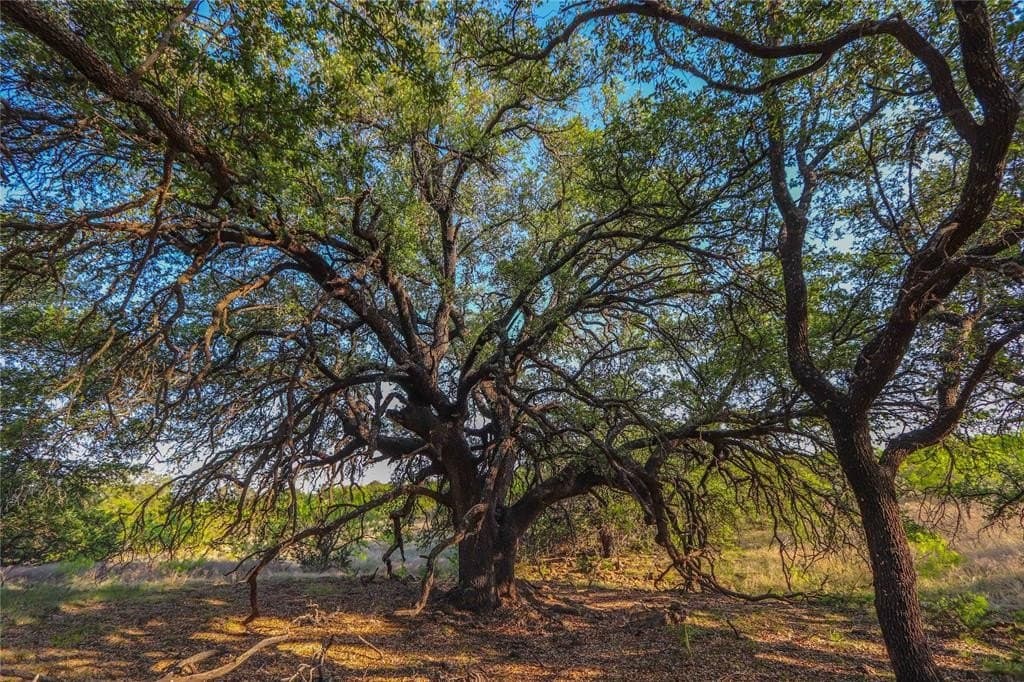 203.46 acres in Coleman County gallery image 3