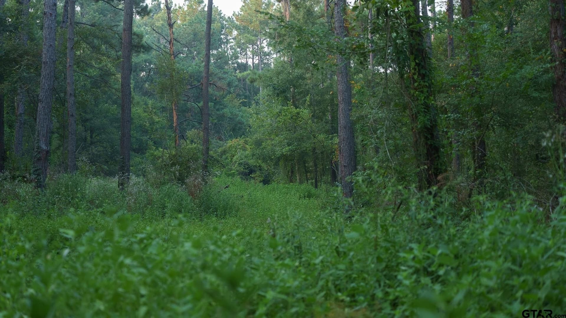 327.55 acres in Rusk County - photo 17
