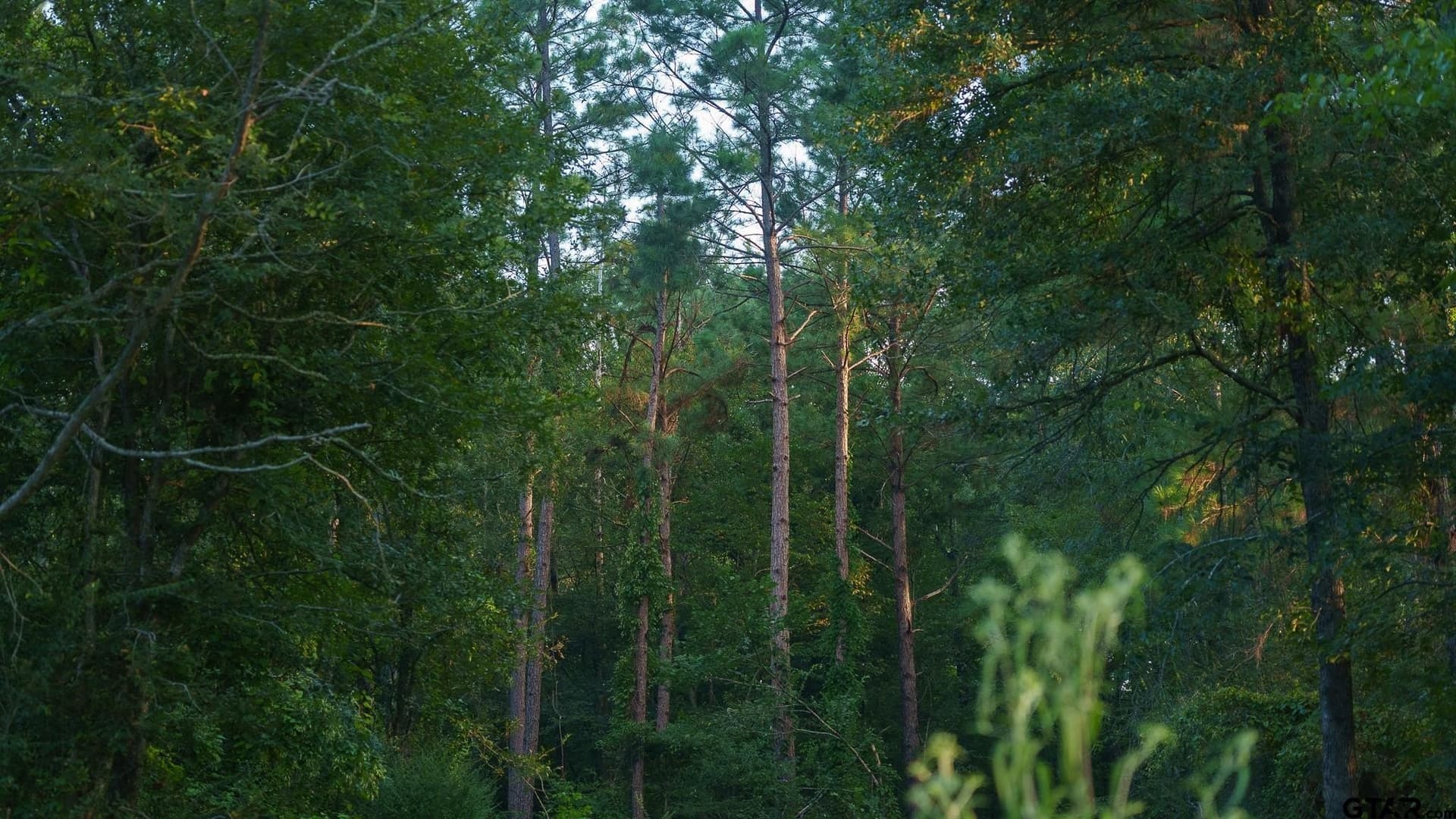 327.55 acres in Rusk County - photo 18