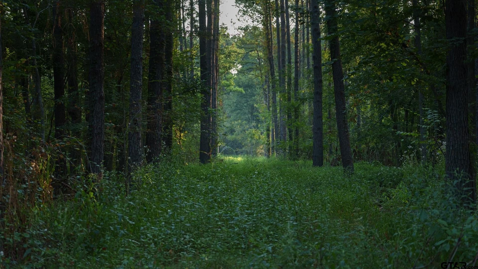 327.55 acres in Rusk County - photo 19