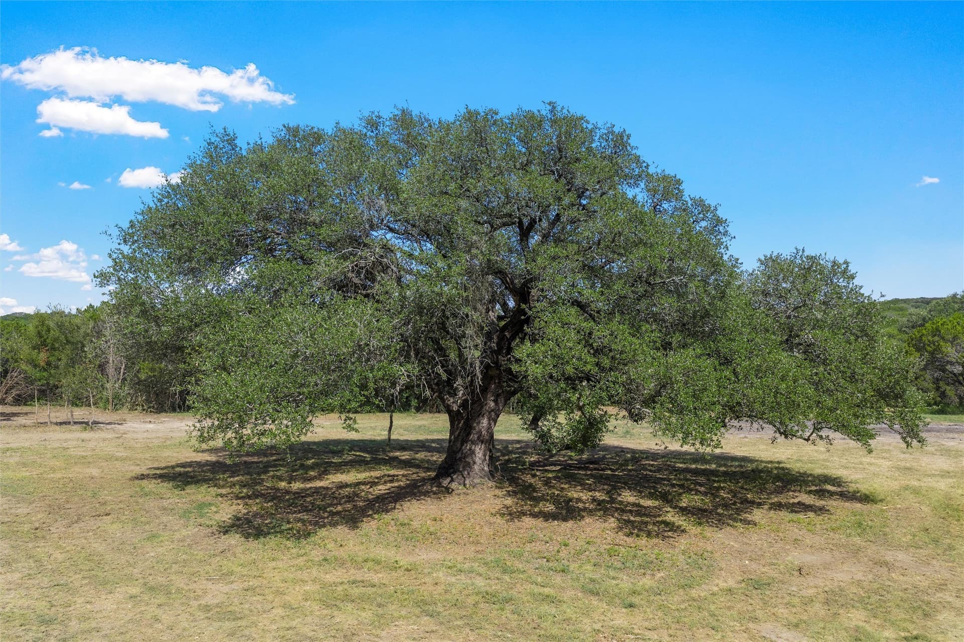 24.98 acres in McLennan County gallery image 2