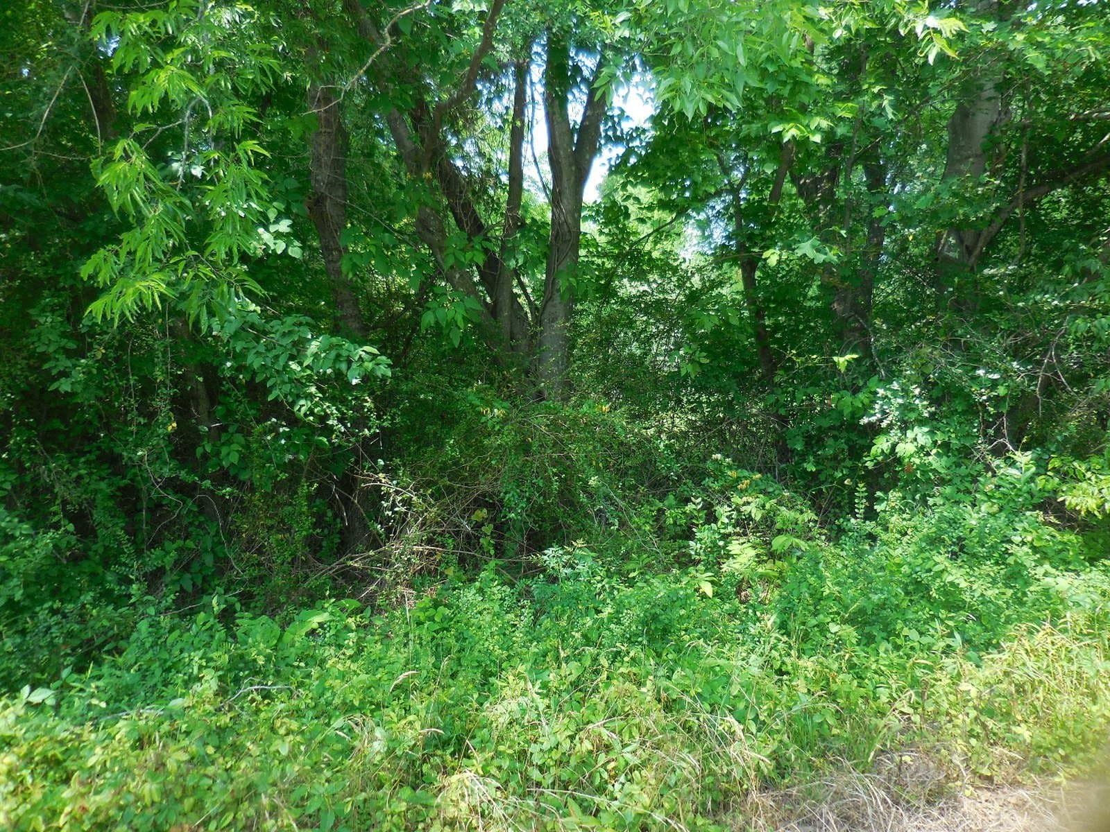 0.38 acres in Rains County gallery image 3