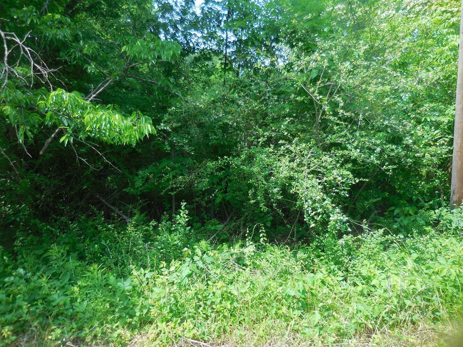 0.38 acres in Rains County gallery image 4