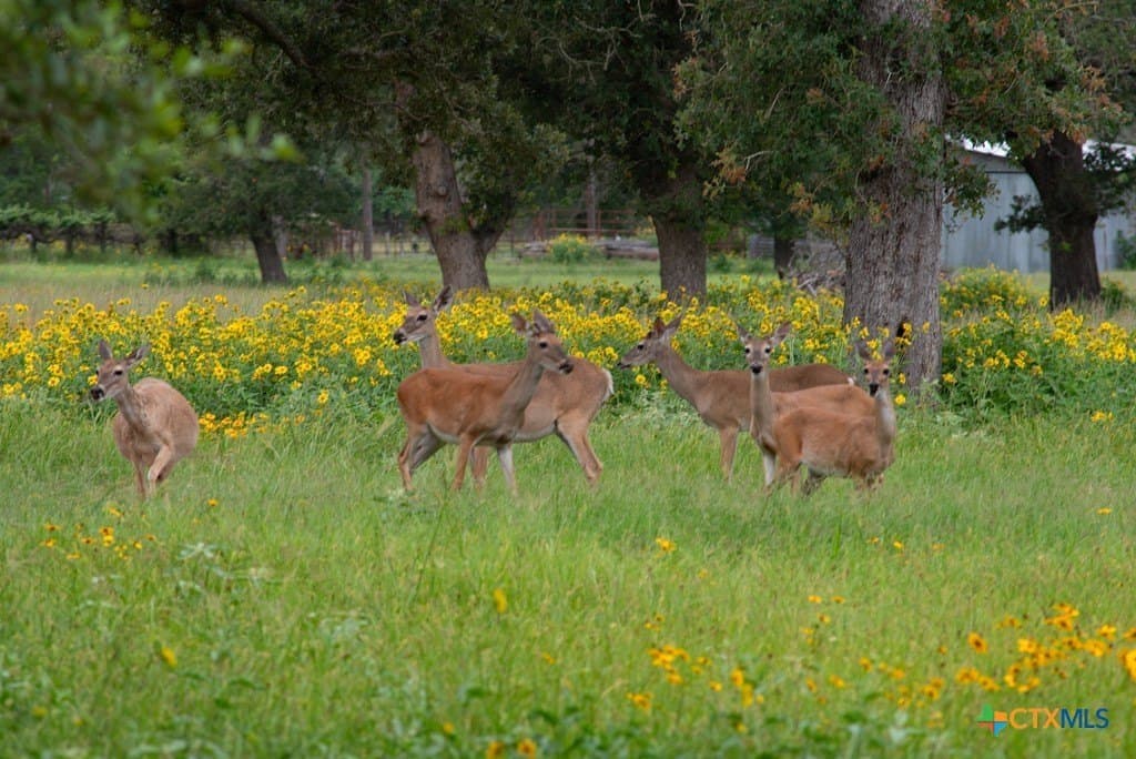 41.77 acres in Wilson County - photo 35