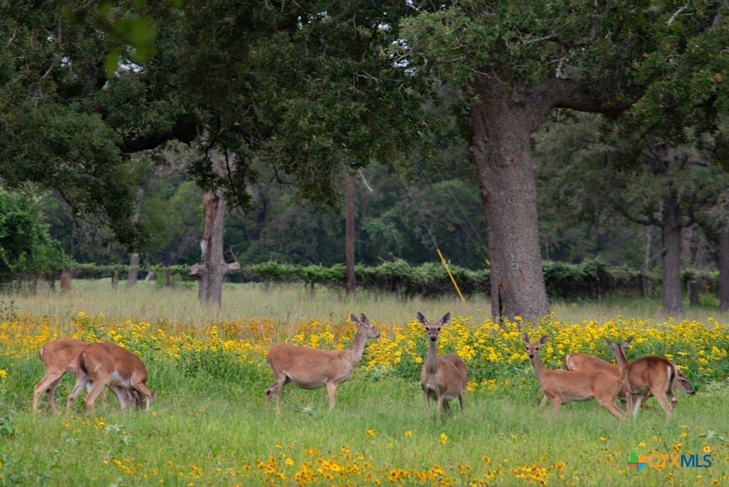 41.77 acres in Wilson County - photo 29