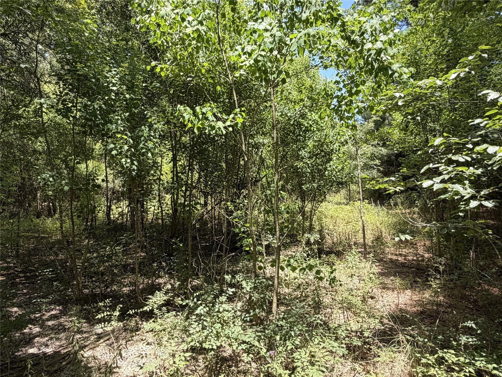 3.03 acres in Panola County - photo 18