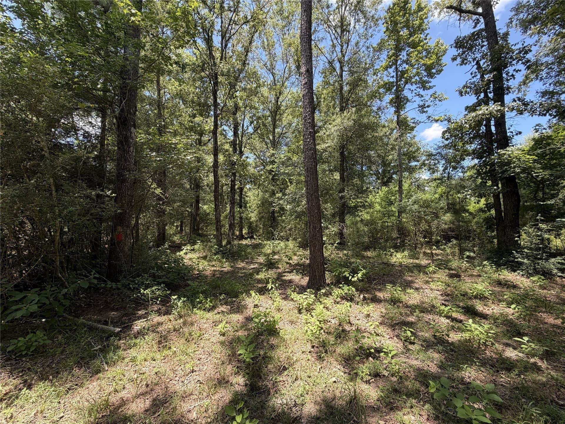3.03 acres in Panola County - photo 16