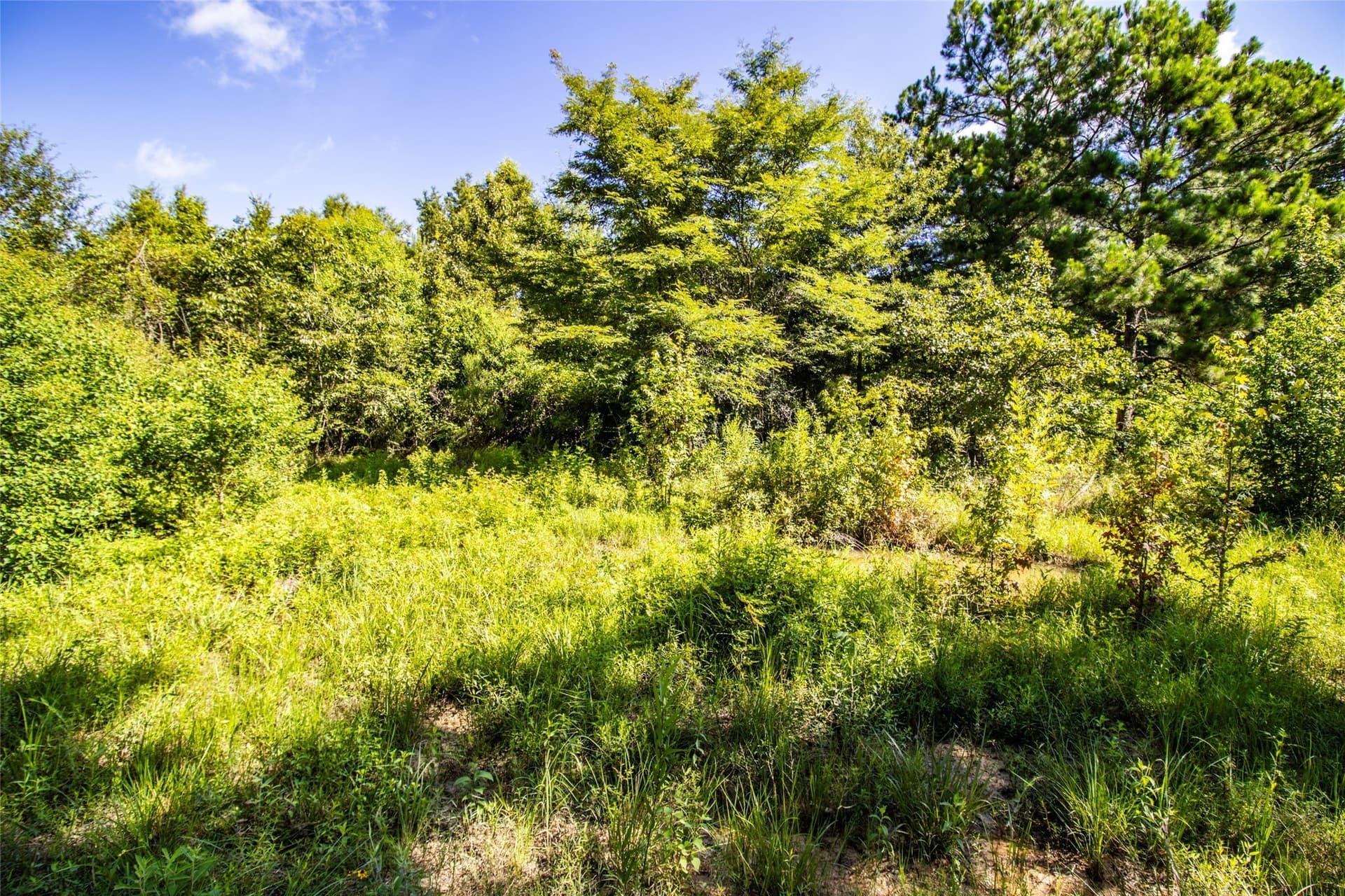 3.03 acres in Panola County - photo 32