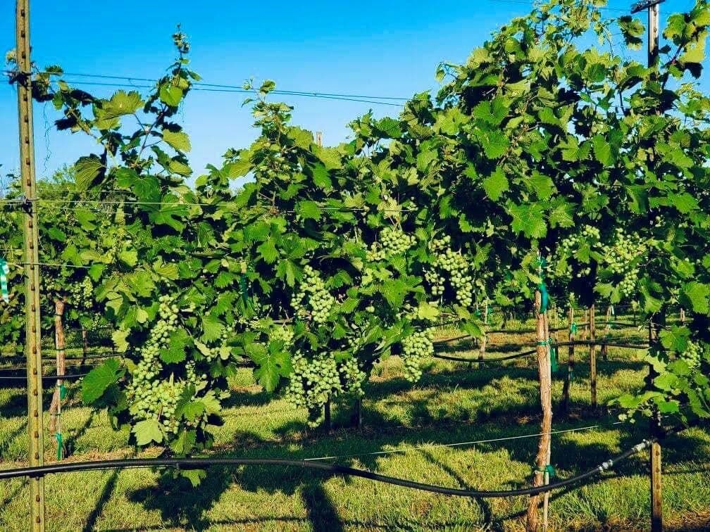 74.4 acres in Wichita County gallery image 3