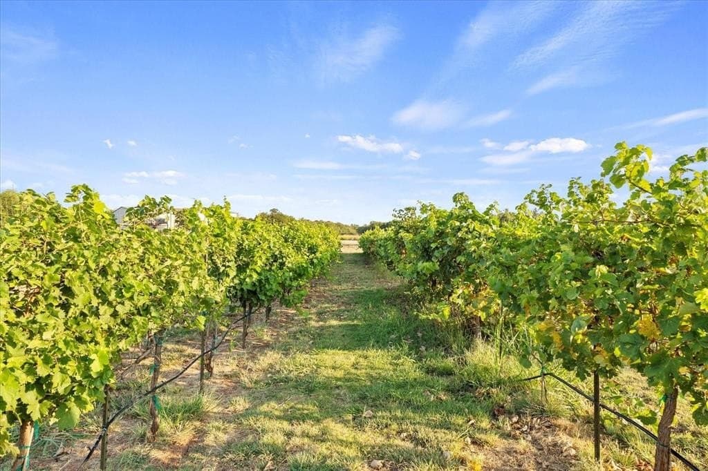 74.4 acres in Wichita County gallery image 2