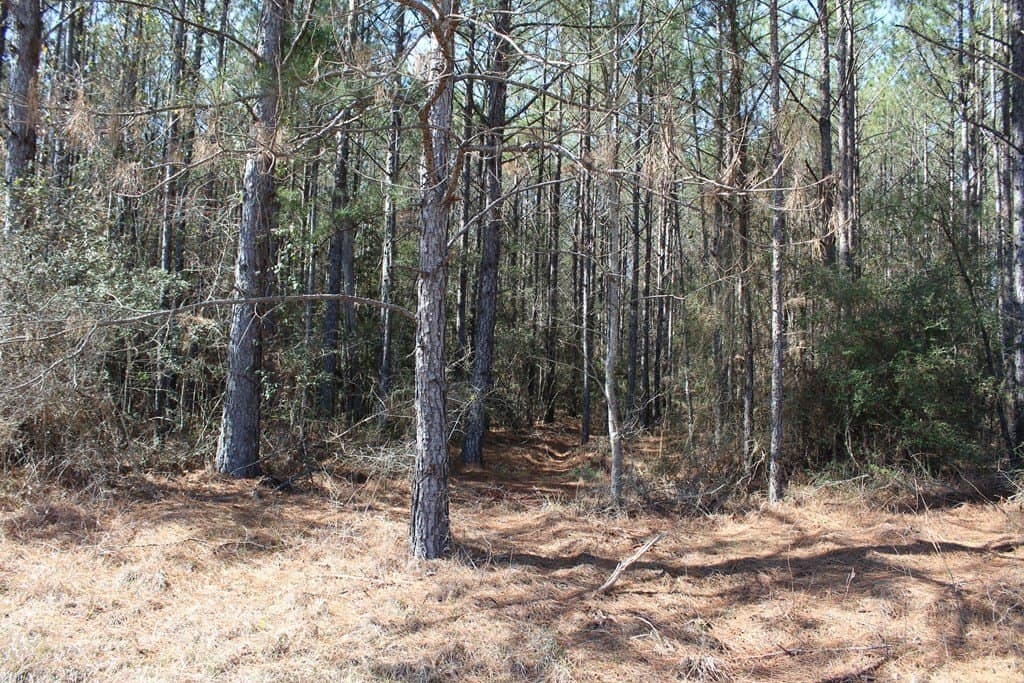 24.21 acres in Texas County - photo 4