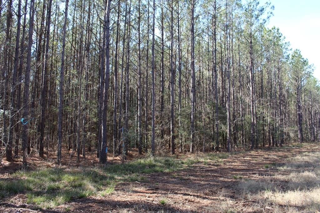 24.21 acres in Texas County