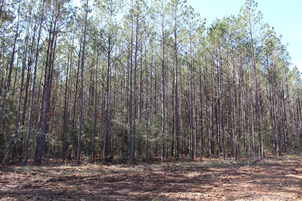 24.21 acres in Texas County - photo 3