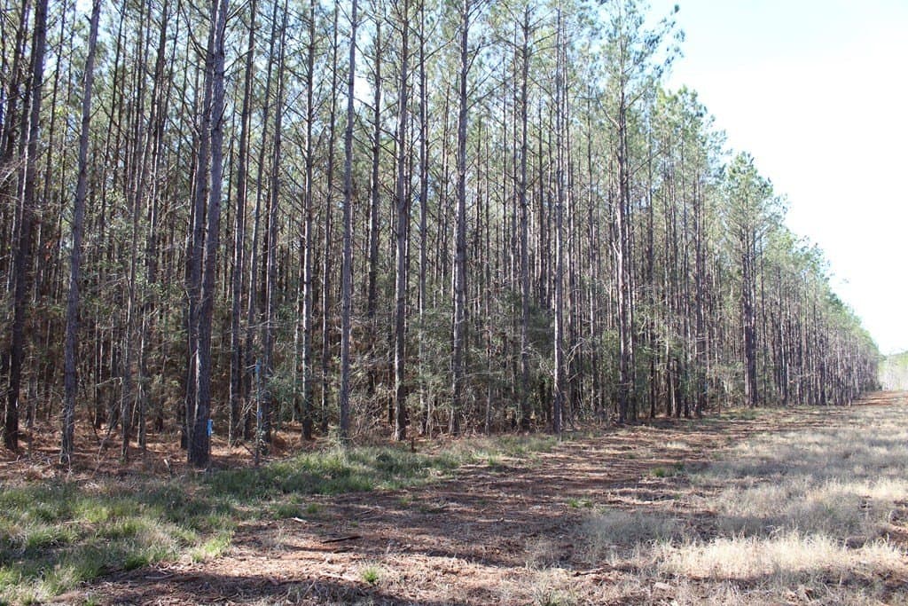 24.21 acres in Texas County - photo 2