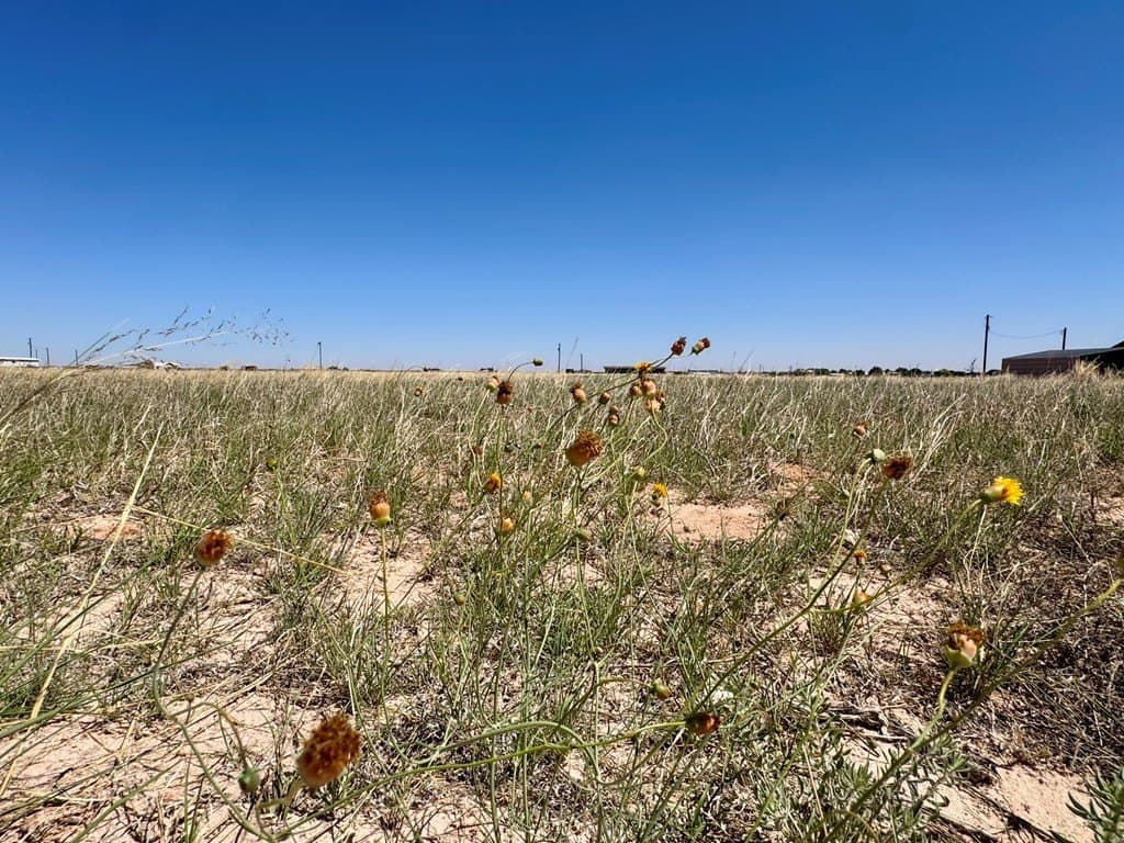 2 acres in Gaines County gallery image 4