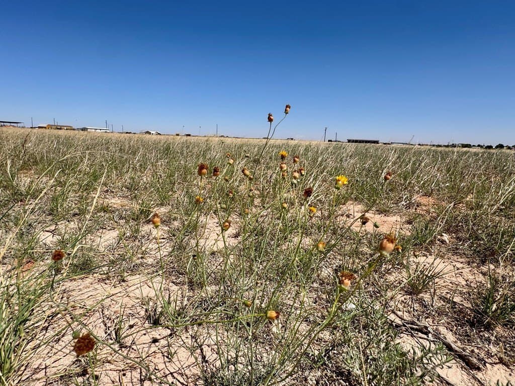 2 acres in Gaines County gallery image 3