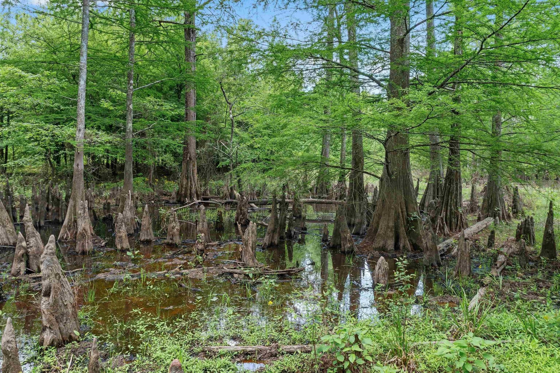 702.52 acres in Panola County - photo 13