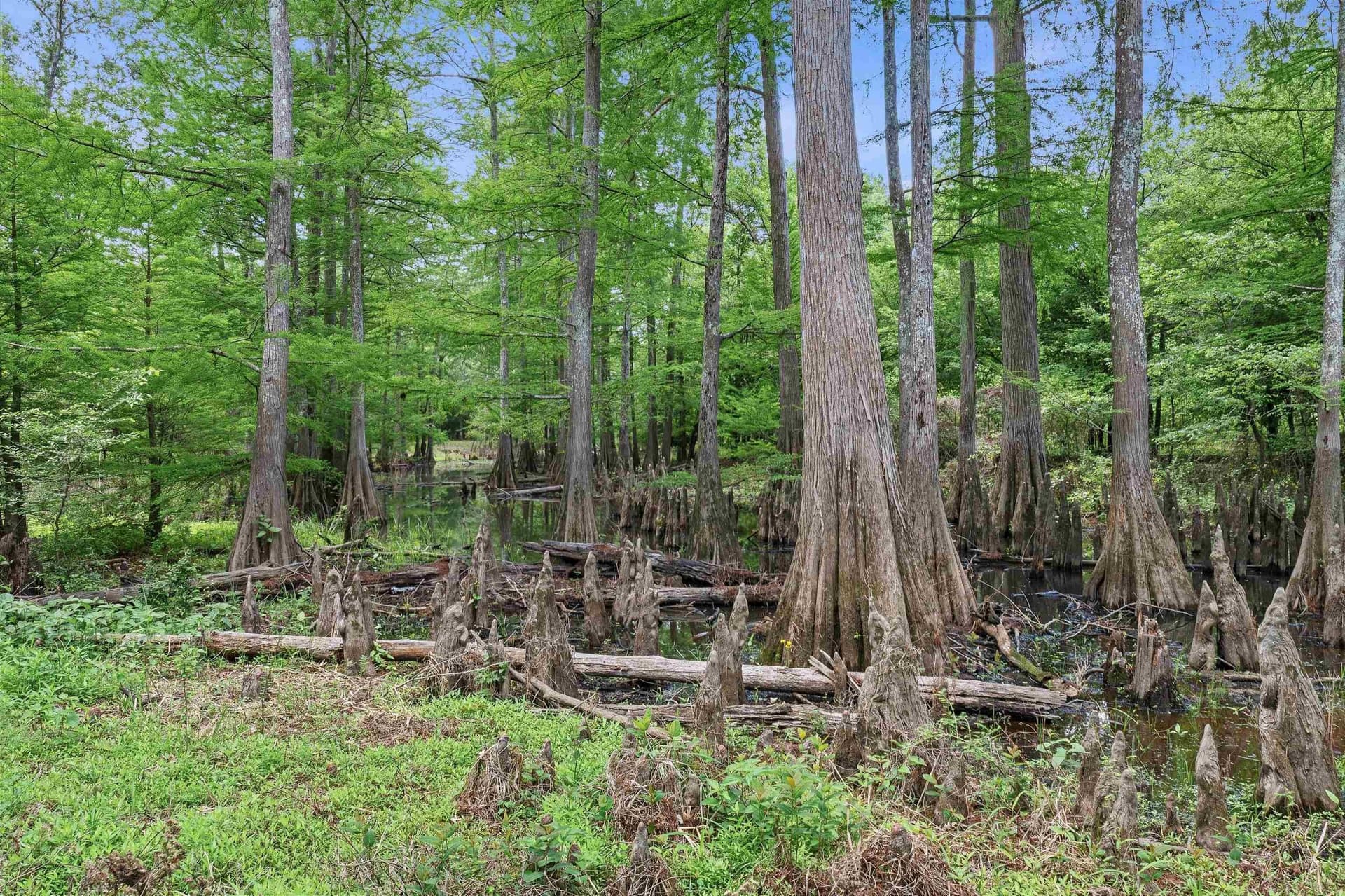 702.52 acres in Panola County - photo 15