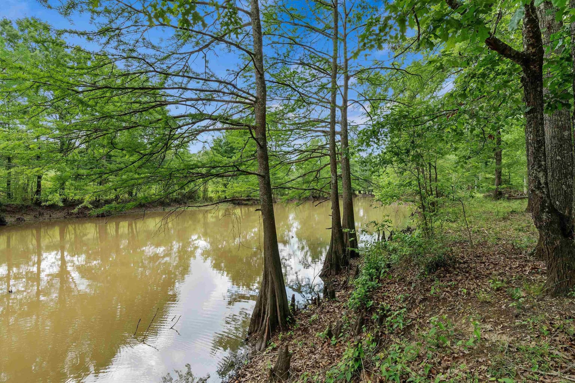 702.52 acres in Panola County - photo 8