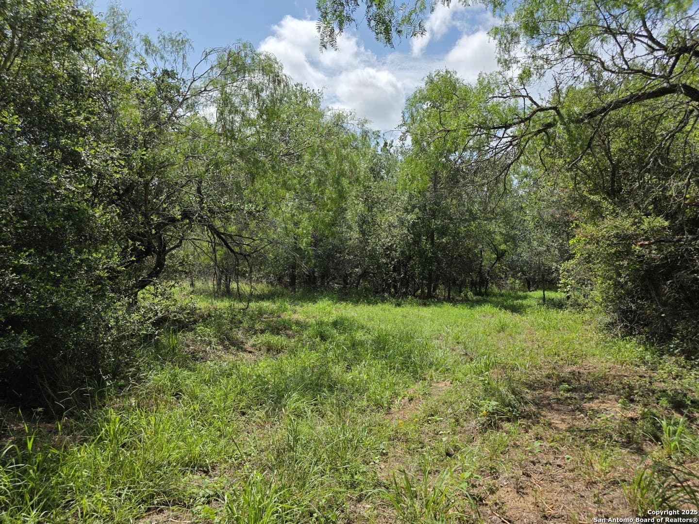 4.61 acres in Guadalupe County gallery image 3