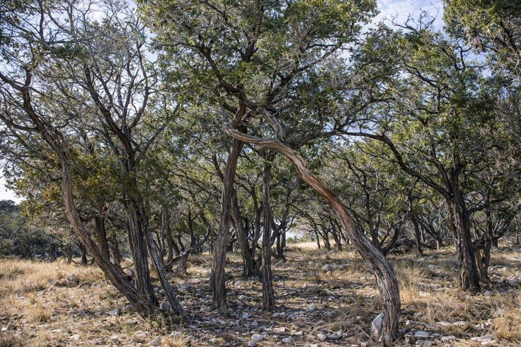 12.5 acres in Kerr County - photo 7