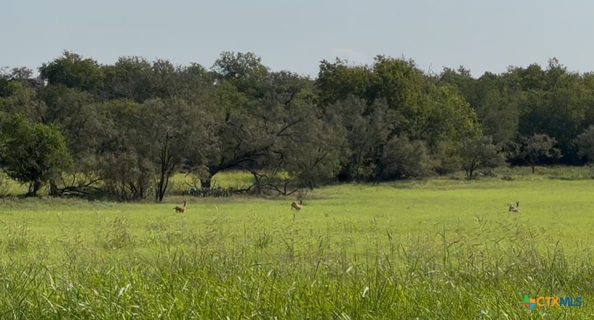 13.97 acres in Lampasas County gallery image 4