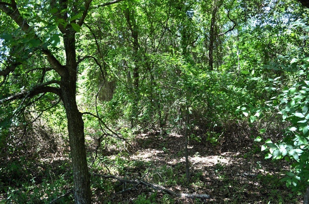 93.53 acres in Henderson County gallery image 4