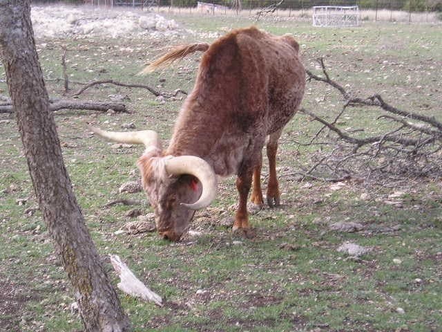 10.6 acres in Kerr County gallery image 3