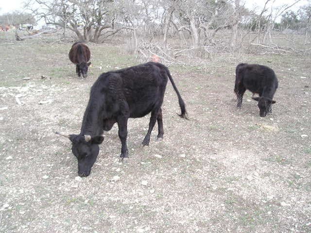 10.6 acres in Kerr County gallery image 4