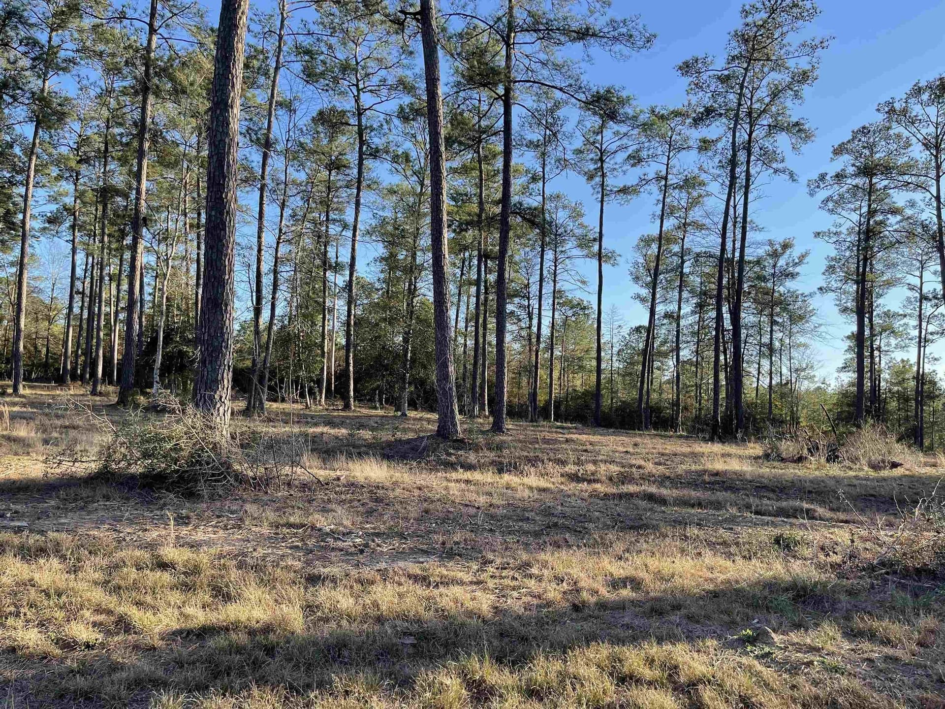 1 acres in Texas County gallery image 3