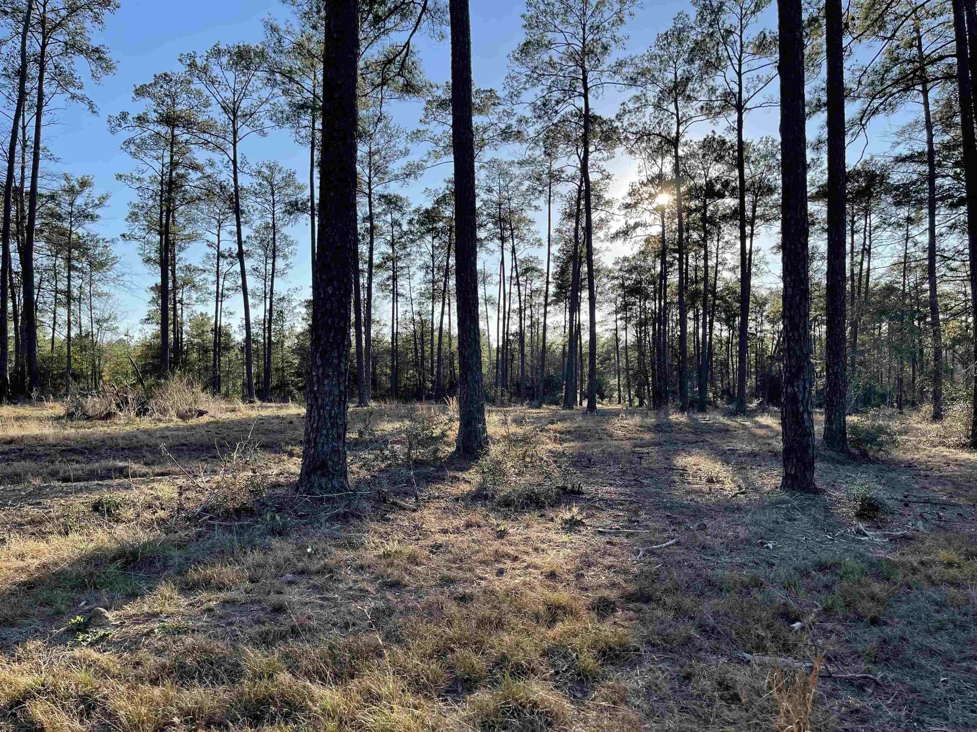 1 acres in Texas County gallery image 4