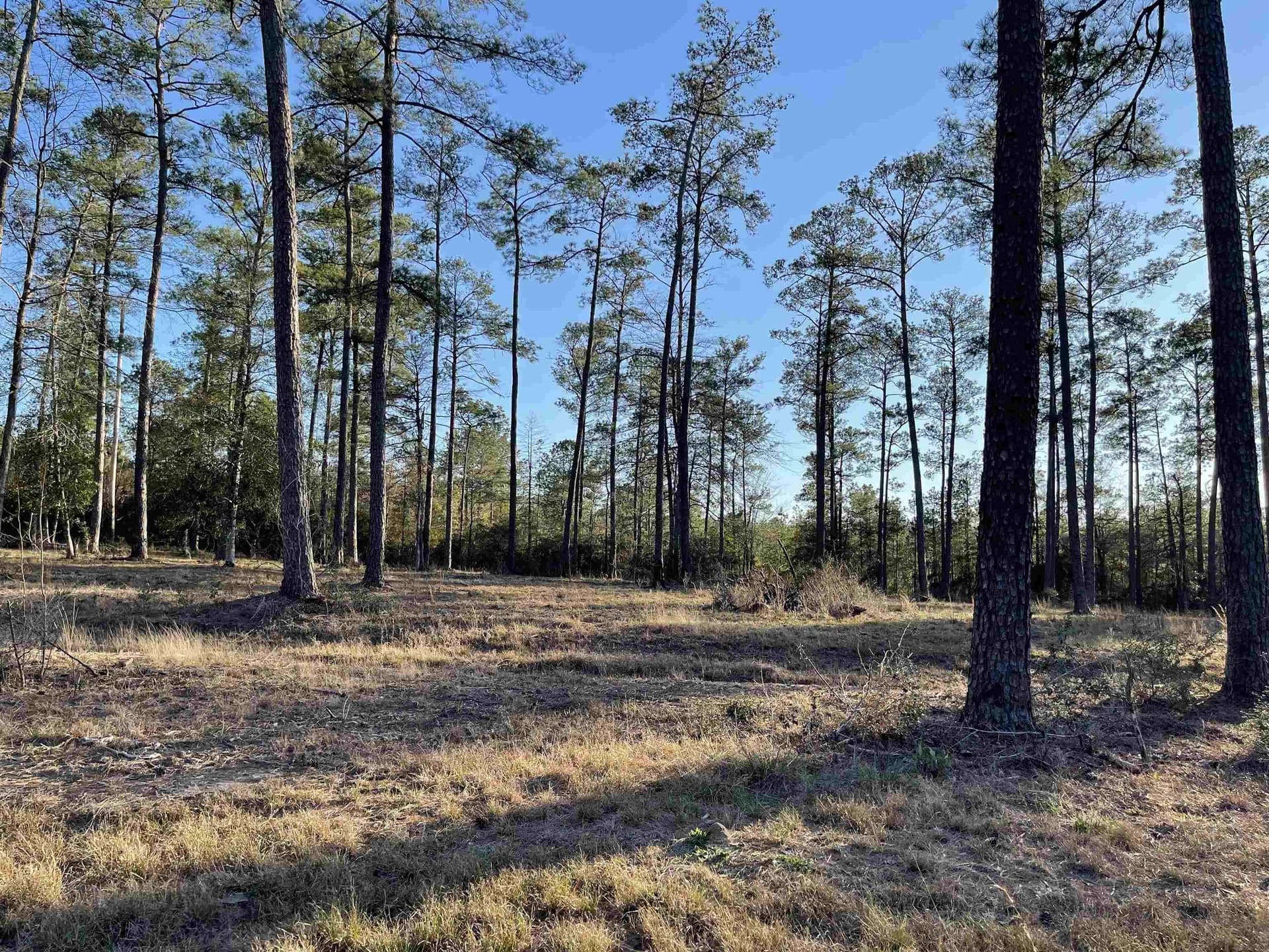 1 acres in Texas County gallery image 2