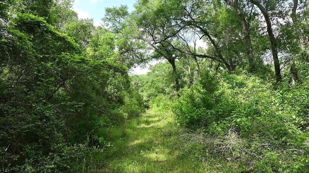 22.35 acres in Austin County - photo 6