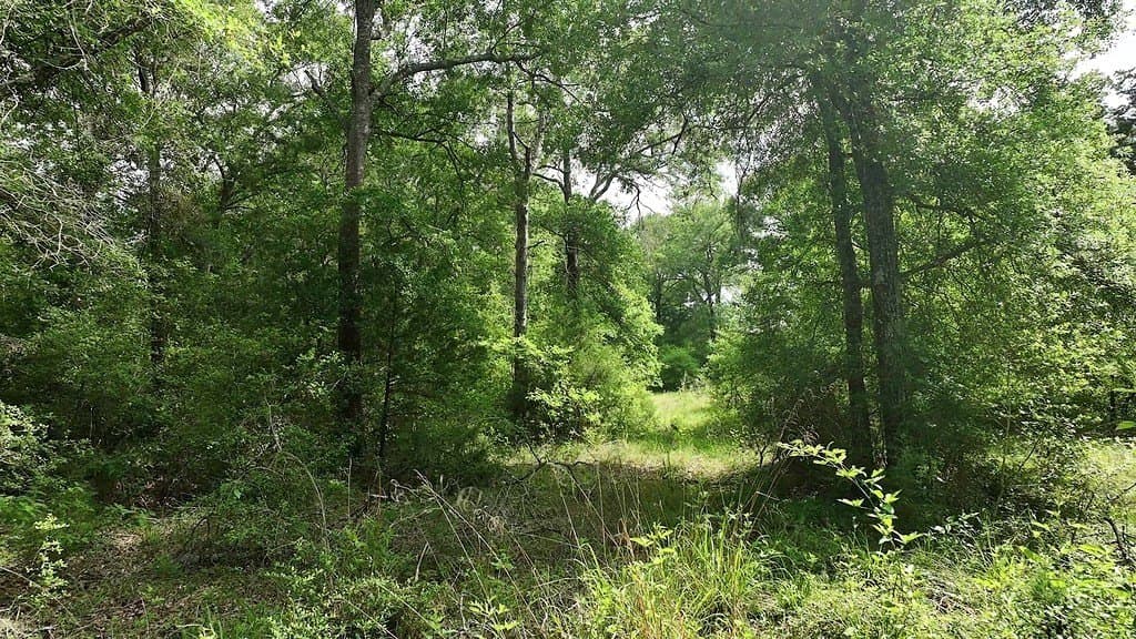 22.35 acres in Austin County featured view