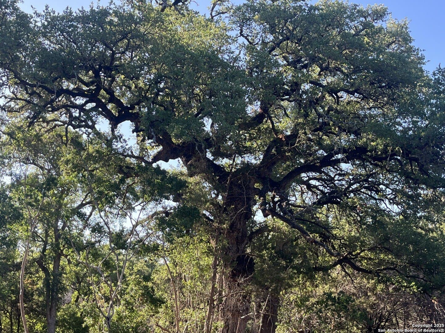 5.2 acres in Comal County - photo 10