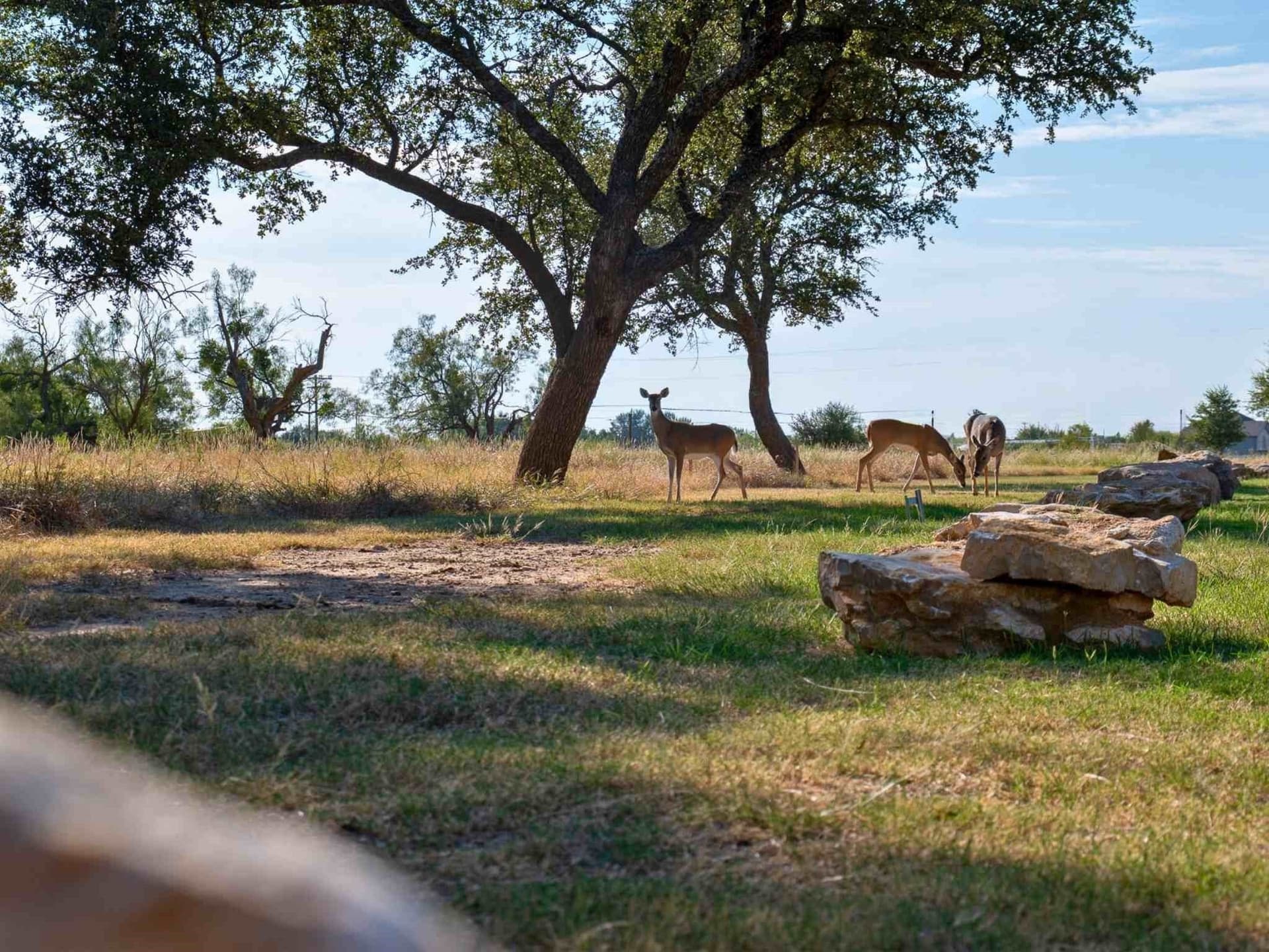 0.11 acres in Palo Pinto County - photo 9