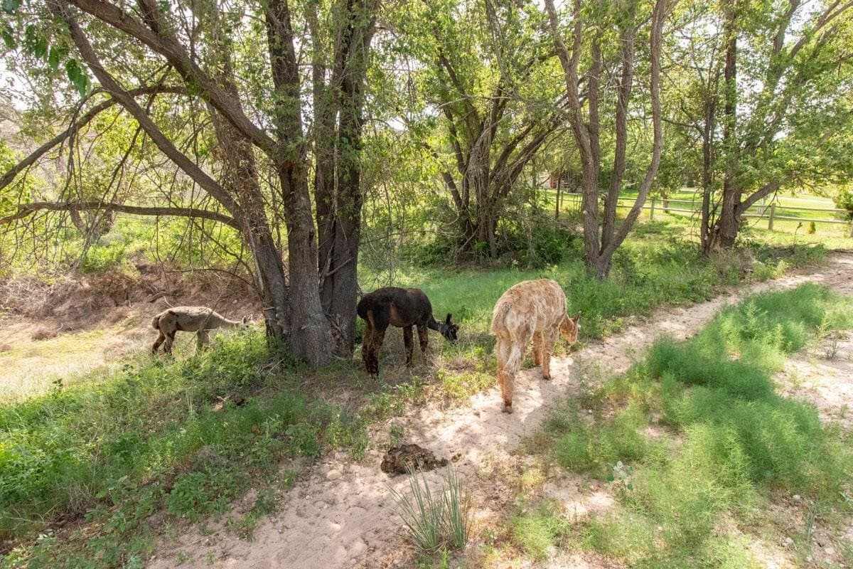 340 acres in Randall County - photo 150