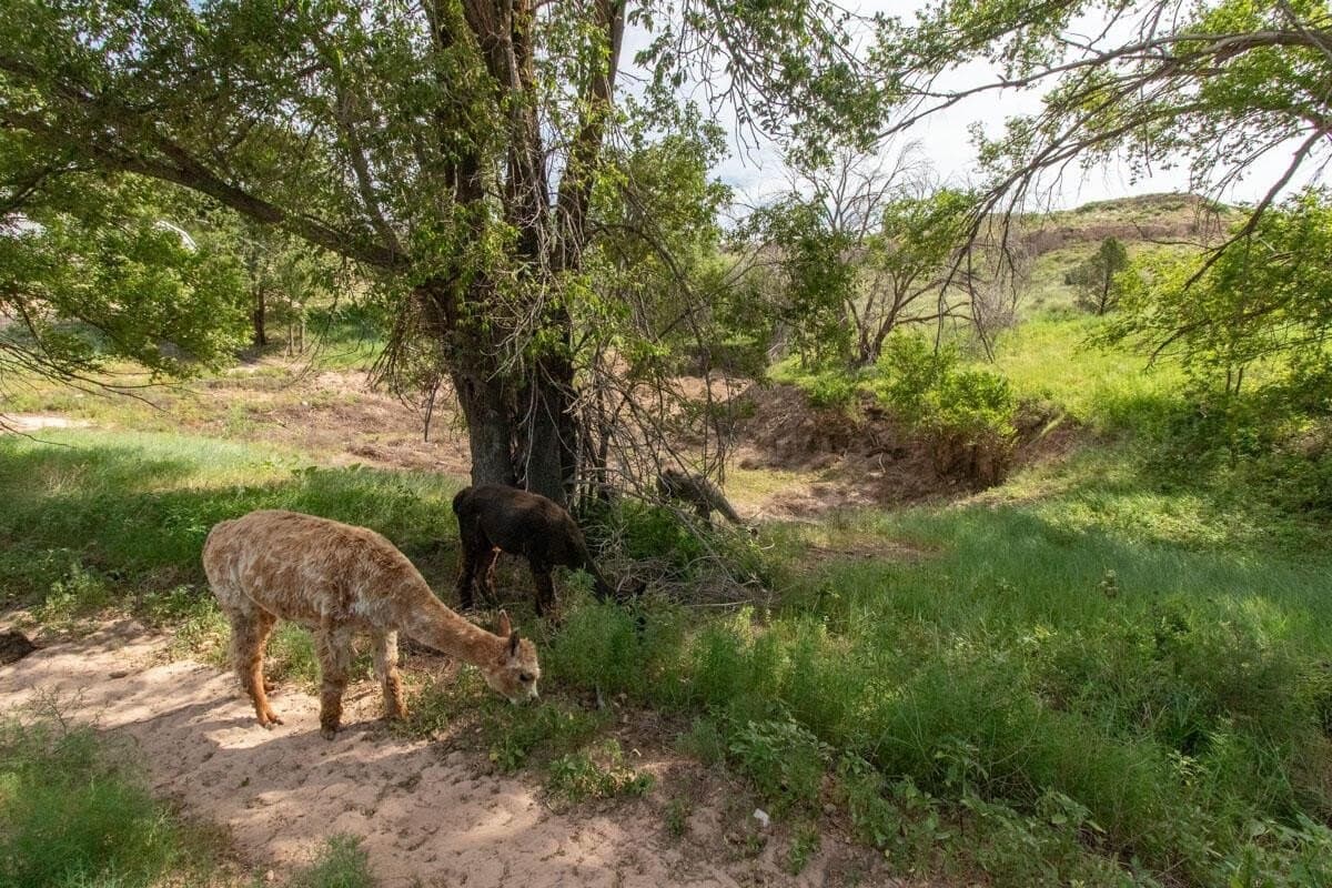 340 acres in Randall County - photo 151