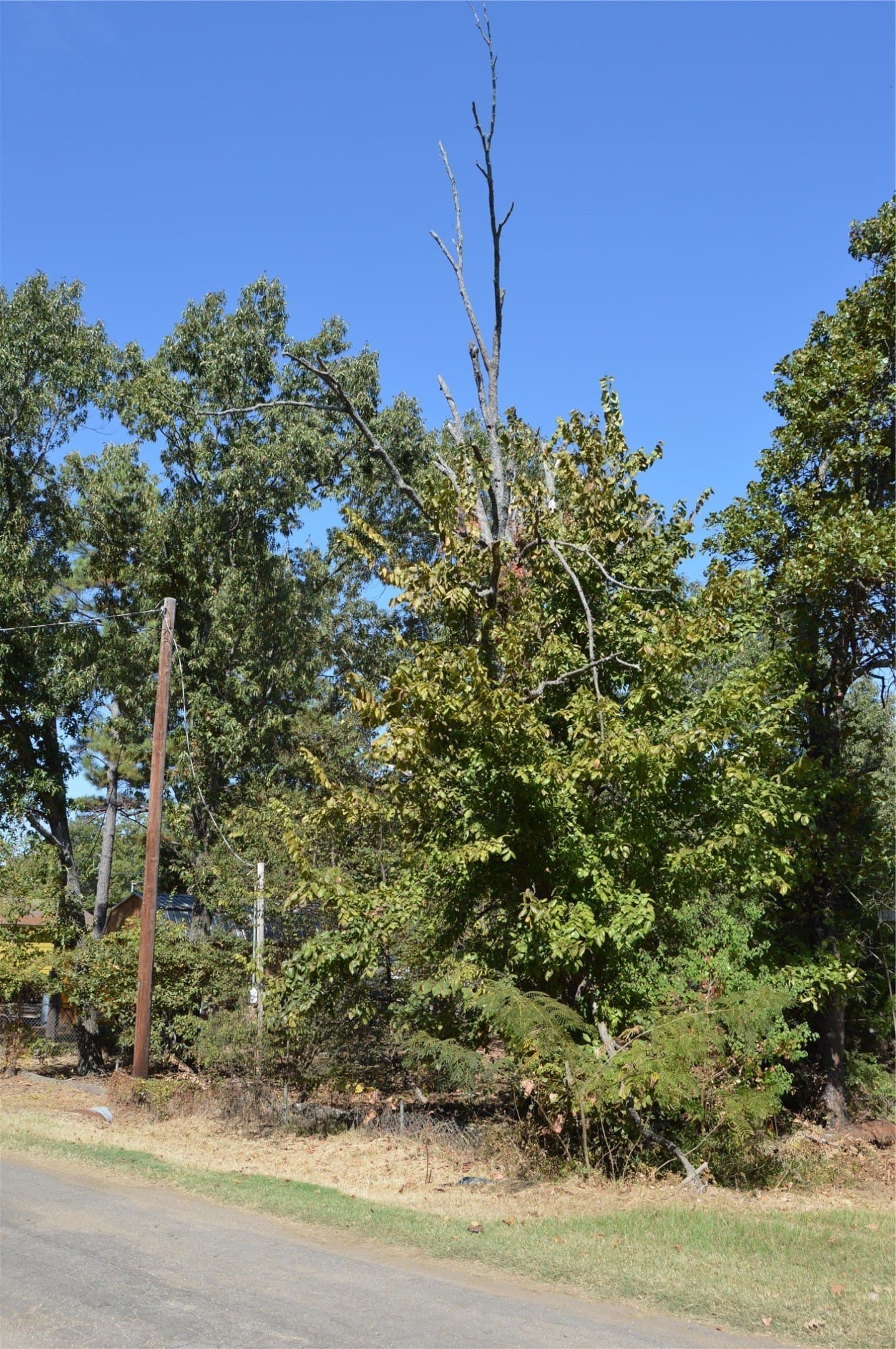 0.12 acres in Rains County - photo 7