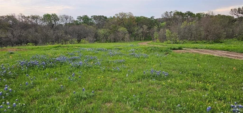 142.54 acres in Limestone County gallery image 3