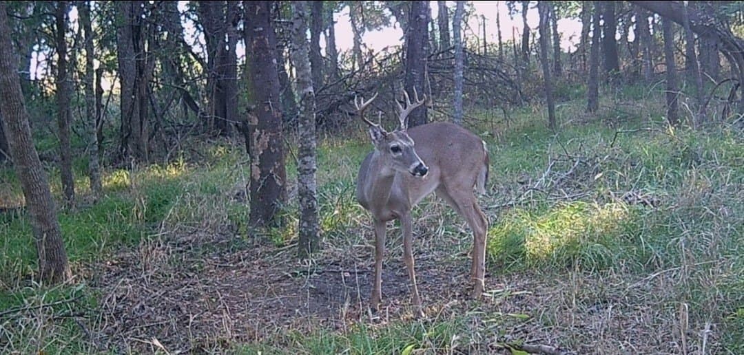 21.47 acres in Navarro County - photo 20