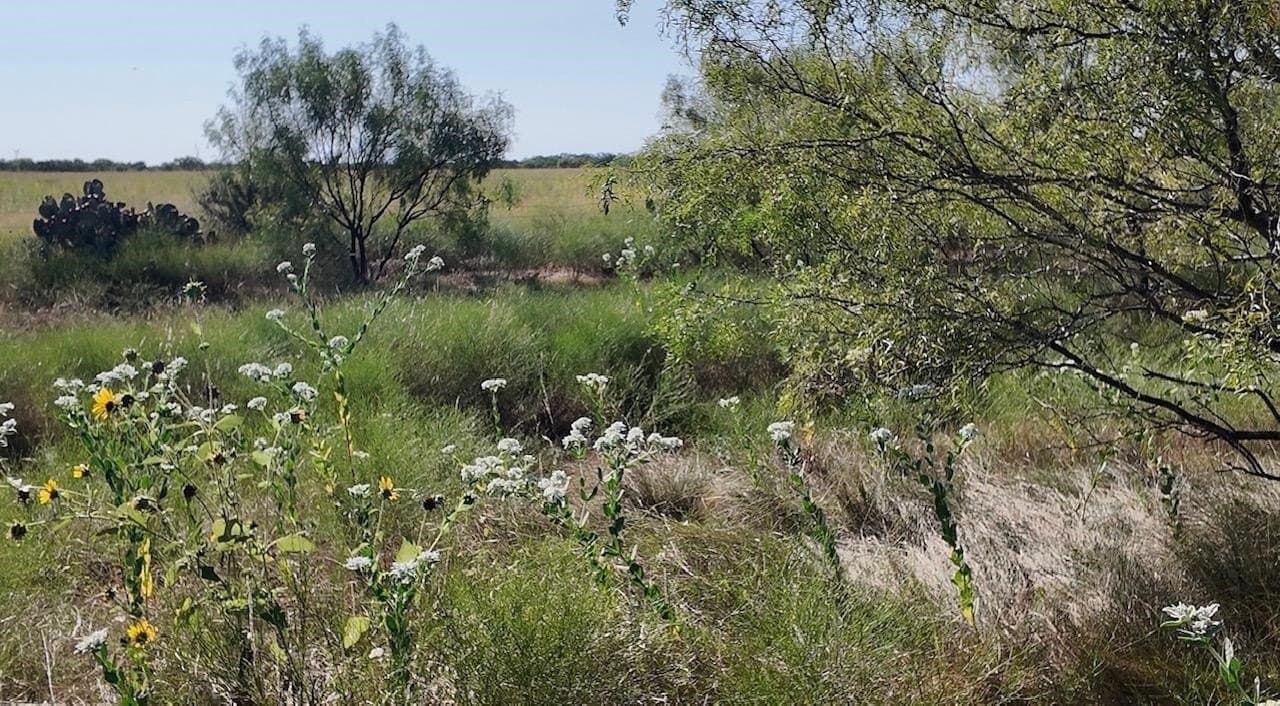 290 acres in Coleman County - photo 23