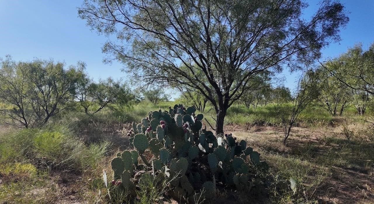 290 acres in Coleman County - photo 18