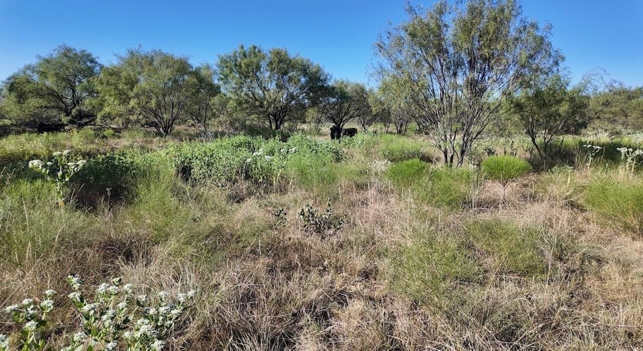 290 acres in Coleman County - photo 21